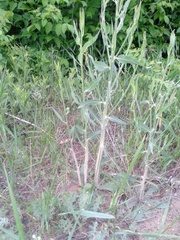 Chondrilla latifolia