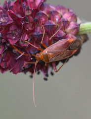 Adelphocoris ticinensis