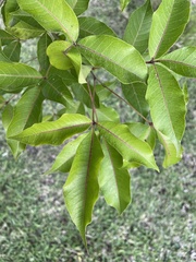 Searsia chirindensis