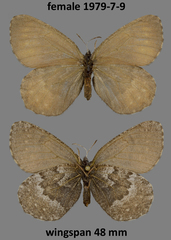 Oeneis philipi