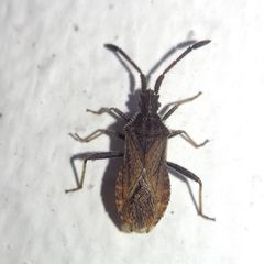 Coriomeris denticulatus