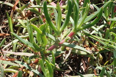 Carpobrotus deliciosus