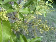 Searsia chirindensis