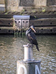 Phalacrocorax carbo