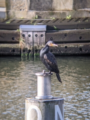 Phalacrocorax carbo