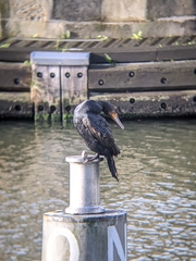 Phalacrocorax carbo