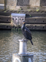 Phalacrocorax carbo
