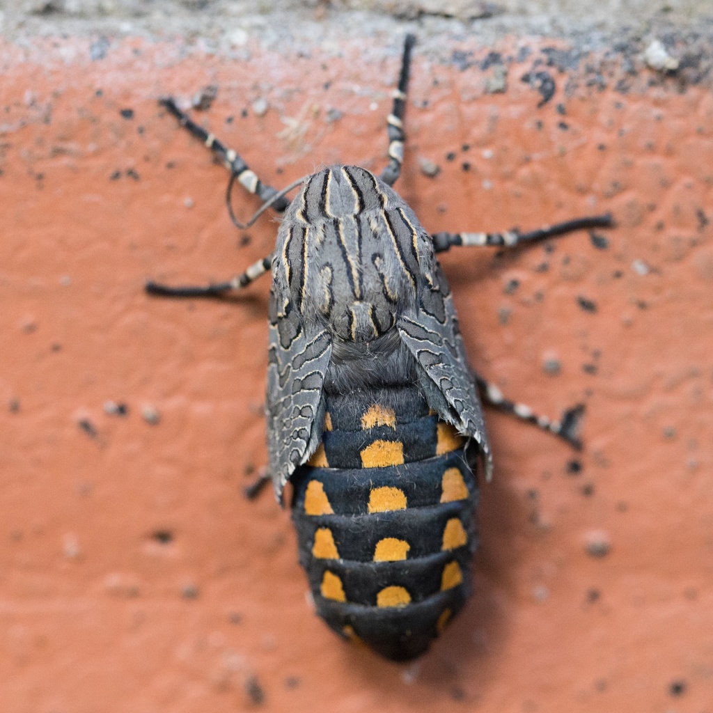Hypercompe indecisa