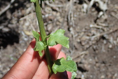 Solanum africanum