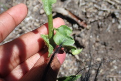 Solanum africanum