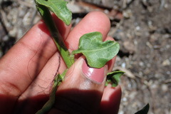 Solanum africanum