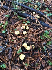 Cortinarius citrinifolius