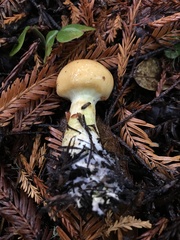 Cortinarius citrinifolius
