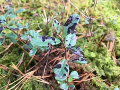 Mycosphaerella stemmatea