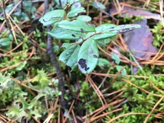 Mycosphaerella stemmatea