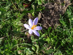 Crocus longiflorus