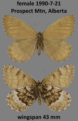 Oeneis bore edwardsi