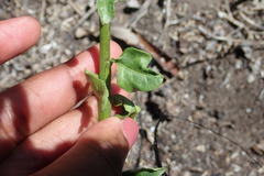 Solanum africanum
