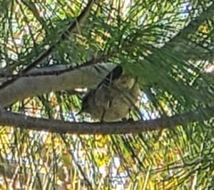 Passeriformes