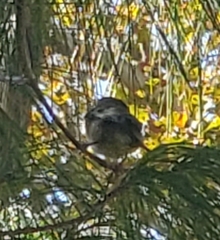 Passeriformes