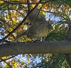 Passeriformes