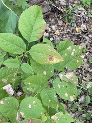 Phytomyza aralivora