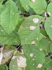 Phytomyza aralivora