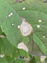 Phytomyza aralivora