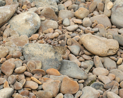 Pseudochazara pelopea