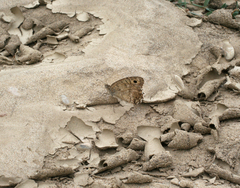 Pseudochazara pelopea