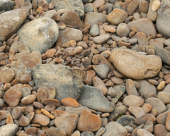 Pseudochazara pelopea