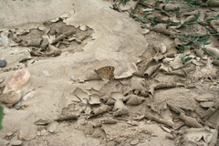 Pseudochazara pelopea