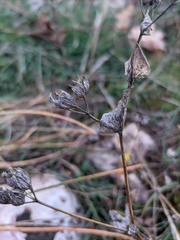 Bupleurum rotundifolium