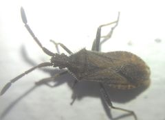 Coriomeris denticulatus