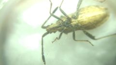 Coriomeris denticulatus