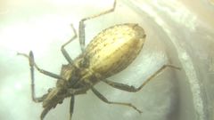 Coriomeris denticulatus