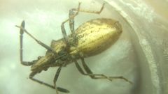 Coriomeris denticulatus