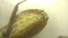 Coriomeris denticulatus