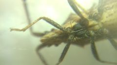 Coriomeris denticulatus