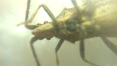 Coriomeris denticulatus