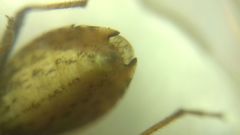 Coriomeris denticulatus