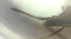 Coriomeris denticulatus