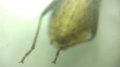 Coriomeris denticulatus