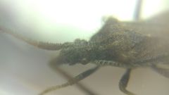 Coriomeris denticulatus