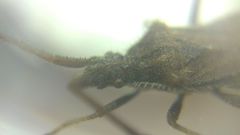 Coriomeris denticulatus