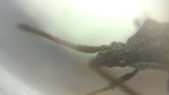 Coriomeris denticulatus