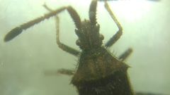 Coriomeris denticulatus