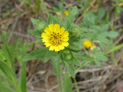 Layia hieracioides