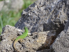 Podarcis waglerianus