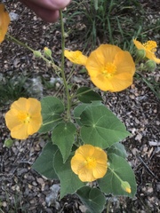 Allowissadula holosericea